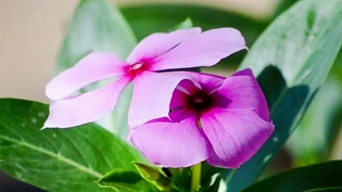 Beautiful Pink Flowers Video stock 73818902