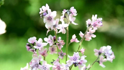 Beautiful pink flowers Stock Footage 74440732