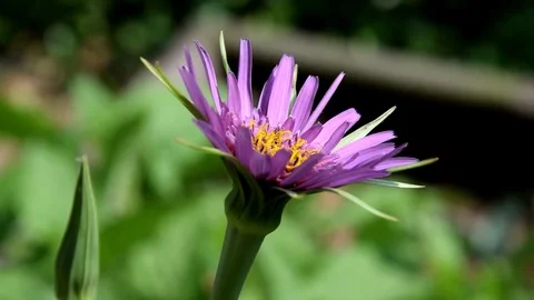 Beautiful pink flowers Stock Footage 74440765