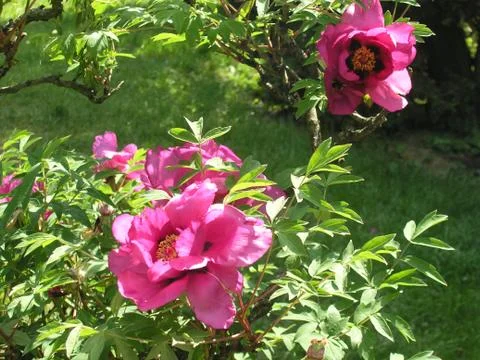 Beautiful pink flowers in the garden in the spring 库存照片