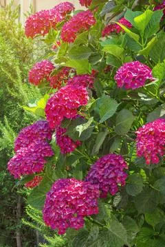 Beautiful pink flowers of Hydrangea ( Hydrangea macrophylla ) in garden Stock Photos