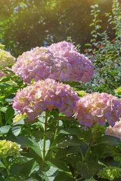 Beautiful pink flowers of Hydrangea ( Hydrangea macrophylla ) in garden Stock Photos