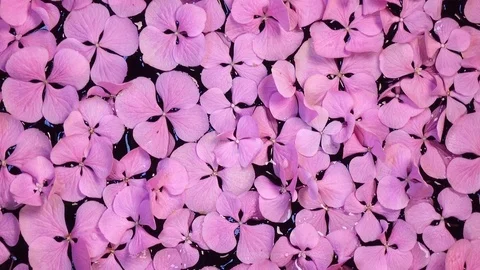 Beautiful pink flowers of Hydrangea on the water surface. Closeup rotation in 4K Stock Footage 76762880
