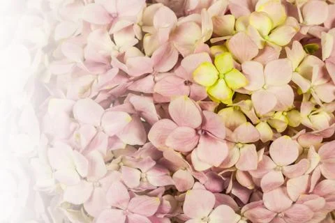 Beautiful pink flowers pattern, Backgrounds 库存照片