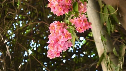 Beautiful pink flowers in spring Stock Footage 151808932