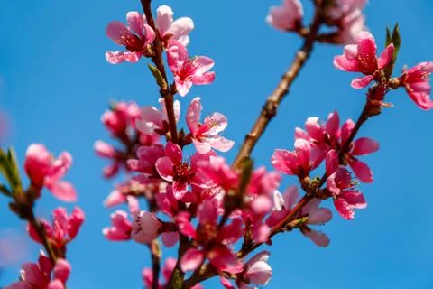 Beautiful pink flowers of spring tree Stock Photos