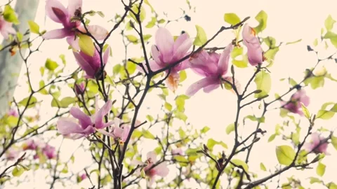 Beautiful pink flowers in springtime Stock Footage 167372823