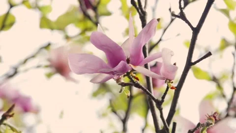 Beautiful pink flowers in springtime Video stock 167372827
