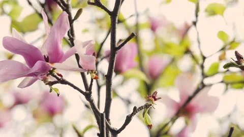 Beautiful pink flowers in springtime Stock Footage 167372835
