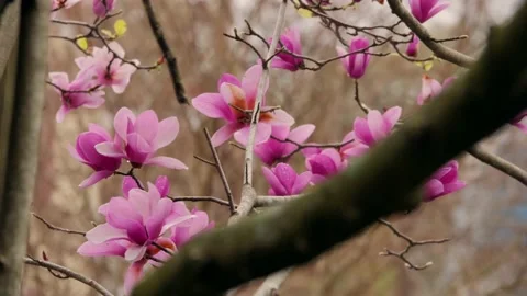 Beautiful pink flowers in springtime Stock Footage 167372836