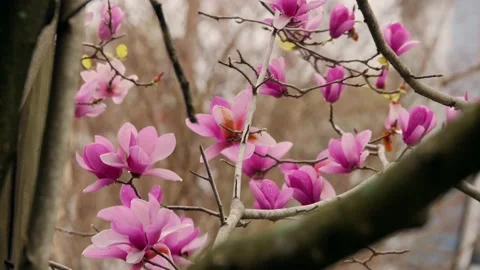 Beautiful pink flowers in springtime Stock Footage 167372844