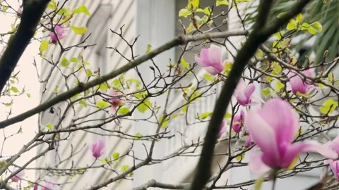 Beautiful pink flowers in springtime Stock Footage 167372853