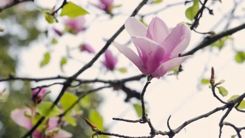 Beautiful pink flowers in springtime Stock Footage 167372860