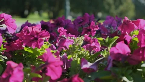 Beautiful pink flowers in the wind. Video stock 131154370
