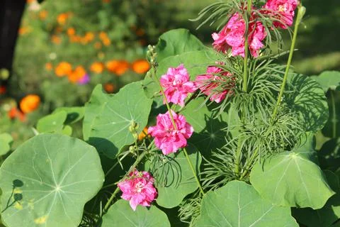 Beautiful pink geranium Stock Photos