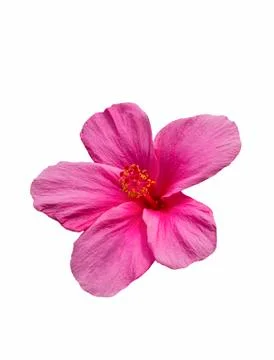 Beautiful pink hibiscus flower Stock Photos