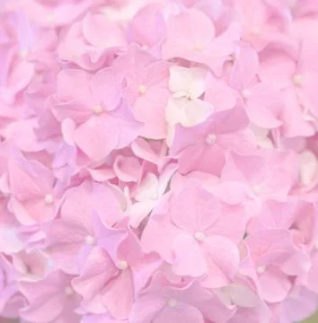Beautiful Pink Hydrangea background Foto stock