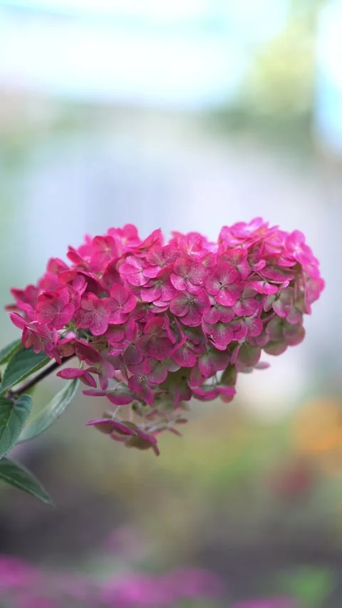Beautiful pink hydrangea bloom swaying gently on a stem in soft natural light Stock Footage 342442668