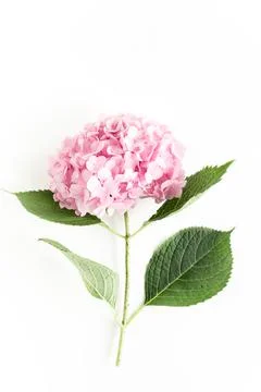 Beautiful, pink hydrangea flower on white background. Floral concept. Flat lay Foto stock