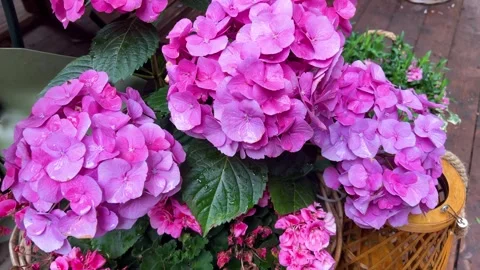 Beautiful pink hydrangea macrophylla flowers bloom in wicker pots.  Stock Footage 338239959