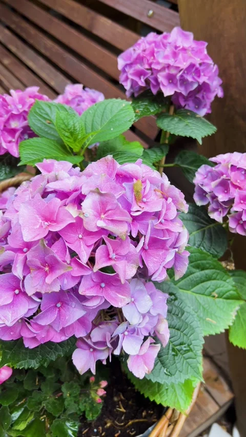 Beautiful pink hydrangea macrophylla flowers bloom in wicker pots.  動画素材 338240031