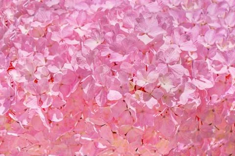 Beautiful pink Hydrangea macrophylla or Hortensia flower close up Photos
