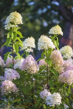 Beautiful pink hydrangea paniculata or panicled in a summer garden on sunny d Stock Photos