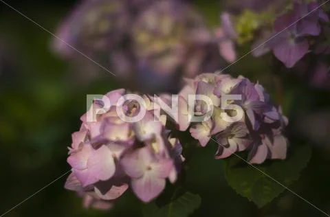 Beautiful Pink Hydrangea Stock Photos