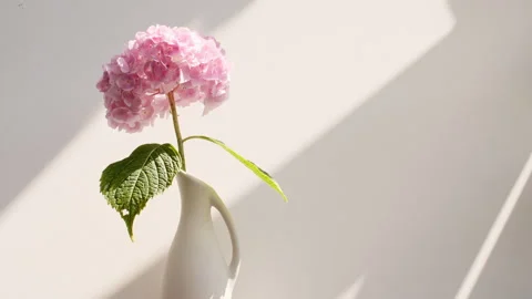 Beautiful pink hydrangea in a vase, light and shadows. Wind blows through the Stock Footage 252141870