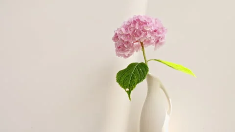 Beautiful pink hydrangea in a vase, light and shadows. Wind blows through the Stock Footage 253059122
