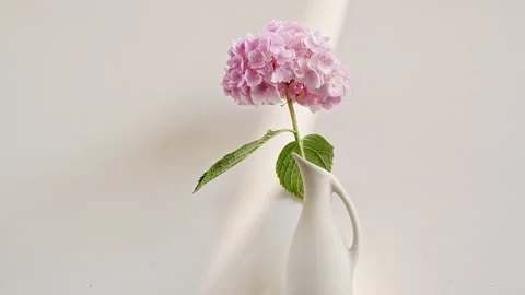 Beautiful pink hydrangea in a vase, light and shadows. Wind blows through the Stock Footage 254761711
