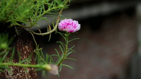 Beautiful pink little flower with blurred background Stock Footage