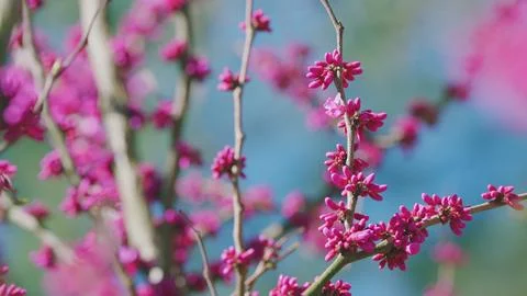Beautiful Pink Magnolia Flowers On Branches With New Leaves. Saturated Goblet Stock Photos