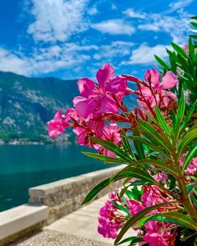 Beautiful pink oleander flowers are blooming on light background of sea and Stock Photos