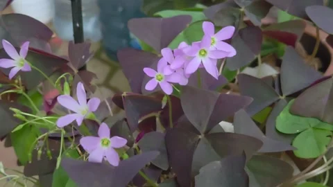 Beautiful pink oxalis triangularis flower blooming with clover-like purple Vídeo Stock 310556650