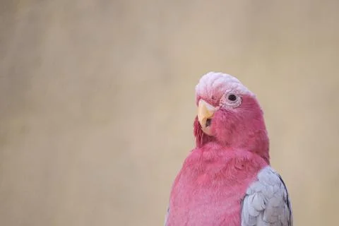 Beautiful pink parrot Stock Photos