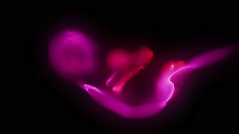 Beautiful Pink Particles Fluid slow motion forming baby in womb shape Stock Footage 165317892