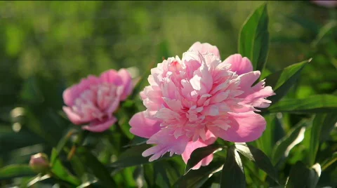 Beautiful Pink Peonies Stock Footage 761475
