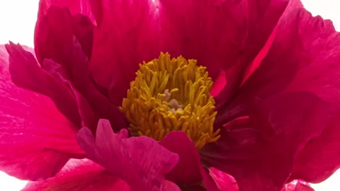 Beautiful pink Peony background. Blooming peony flower open, time lapse, close Stock Footage 243103201
