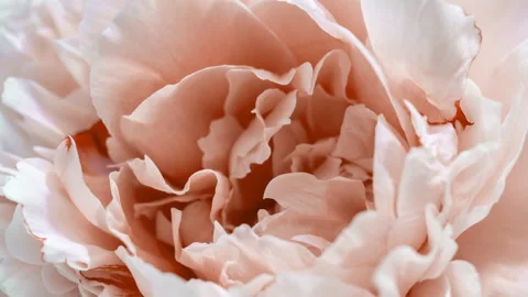 Beautiful pink Peony background. Blooming peony flower open, time lapse, close Stock Footage 258166236