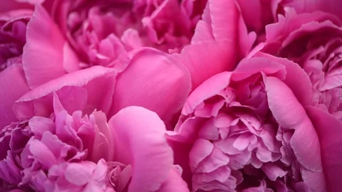 Beautiful pink peony bouquet background. Blooming peony flowers closeup Stock Footage 110208341