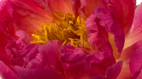 Beautiful Pink Peony Flower background. Stock Footage 133481653