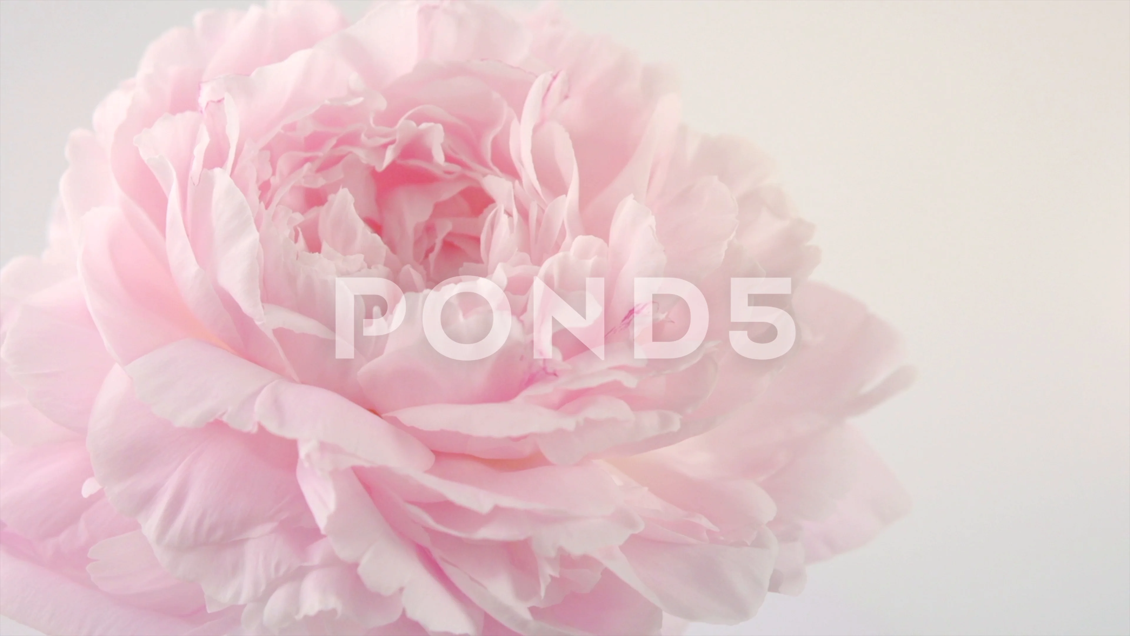 Beautiful pink peony petals background. ... | Stock Video | Pond5