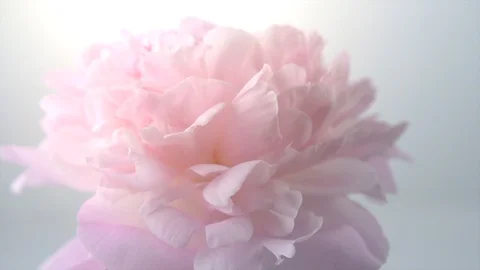 Beautiful pink peony petals background. Blooming peony flower Stock Footage