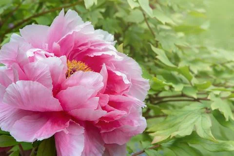 Beautiful Pink Peony Petals in the spring garden. Blooming Peony Flower Stock Photos