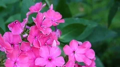 pink-videos-closeup