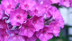 Pink videos closeup — img 8