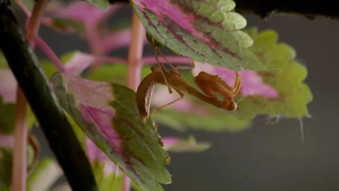 Beautiful pink-red praying mantis upside down on leaf of bush. insect with Stock Footage 249283979