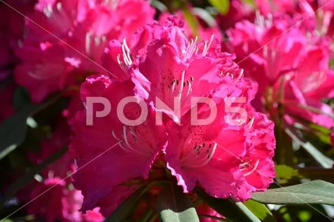 Beautiful pink rhododendron flowers. Stock Photos