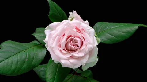 Beautiful pink rose on black background. Petals of Blooming pink rose flower Stock Footage 219413989